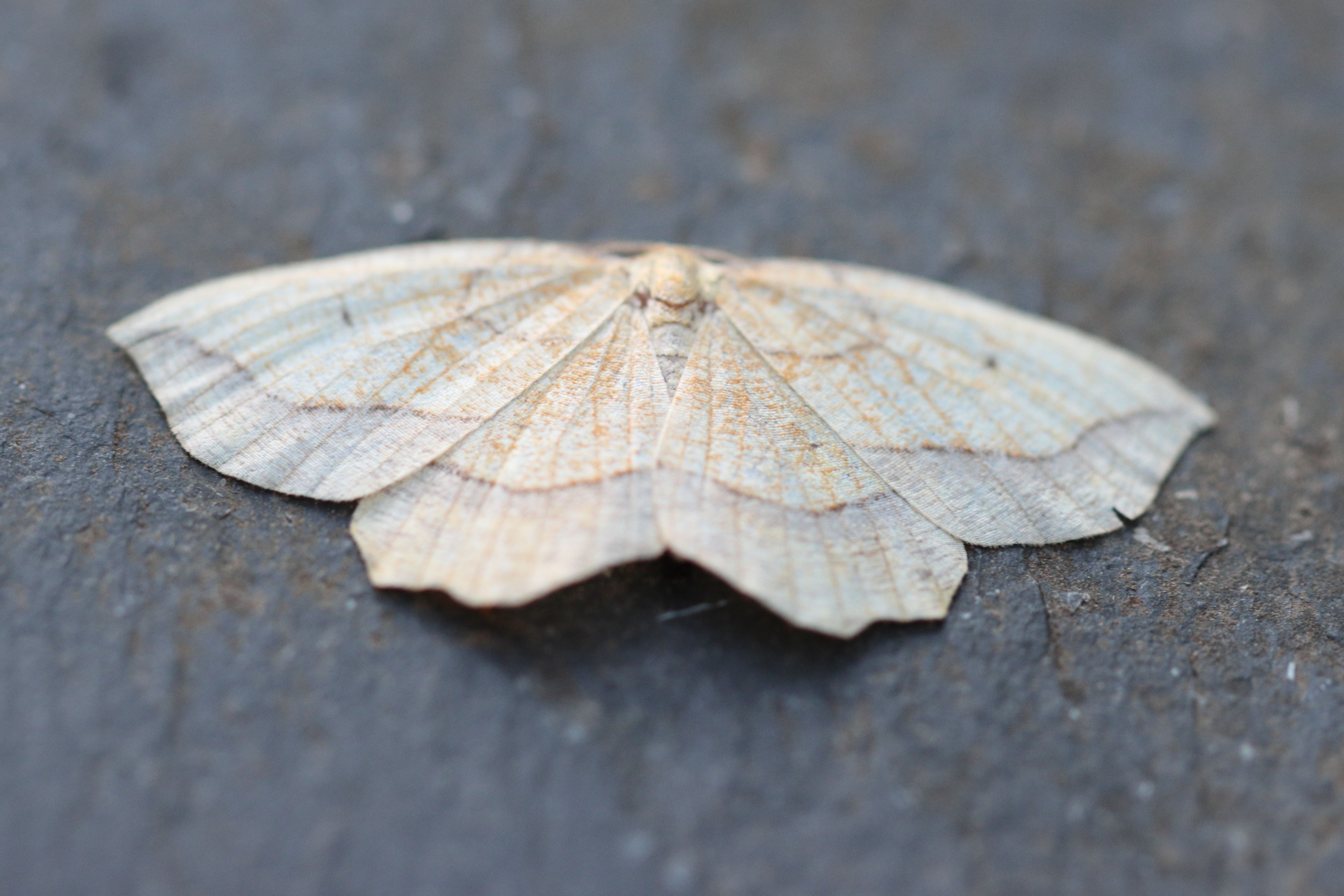 Photo of Bordered Beauty (Epione repandaria)